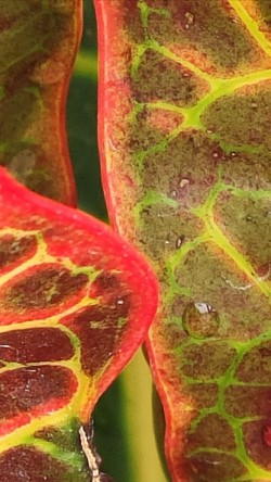 Morning dew