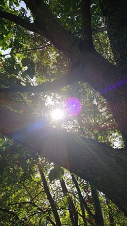 Redeeming Rays