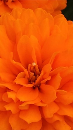 Petal beauty