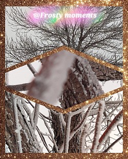 As the temperature dropped over Christmas, frost rolls in and engulfs anything it comes into contact with. The end result is anything but ugly.