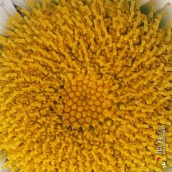 A macro shot of a daisy from a local public garden.